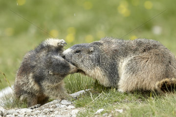 Alpine Marmot (Marmota marmota) and young  Mercantour National Park  Alps  France