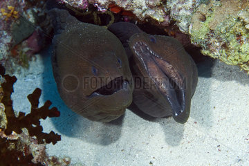 Giant moray (Gymnothorax javanicus) in reef  Maldives  Indian Ocean