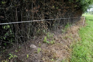 Illegal chemical treatment of a hedge  Charmois  Franche-Comte  France