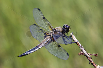 Four-spotted skimmer (Libellula quadrimaculata) on a branch in summer  Lake Blanchemer  Vosges  France