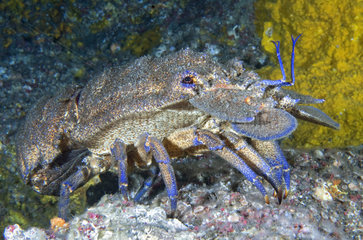Mediterranean slipper lobster (Scyllarides latus) on the bottom  Canary Islands