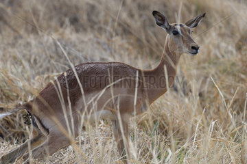 Impala (Aepyceros melampus) female defecating  Botswana