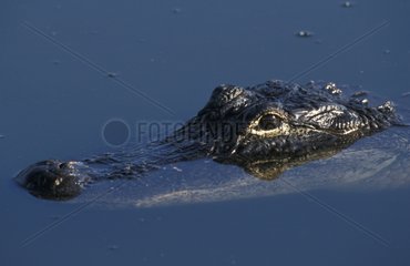 American Alligator Everglades Florida USA