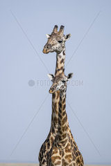 Masai Giraffe (Giraffa camelopardalis tippelskirchi)  couple  Masai-Mara National Reserve  Kenya