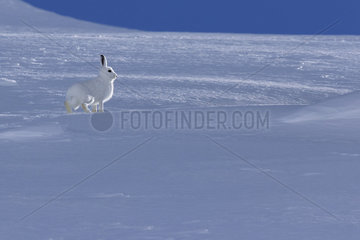 Mountain Hare (Lepus timidus) running in white winter coat in the Alps  Valais  Switzerland.