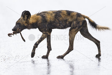 African Wild Dog (Lycaon pictus) in the rain with prey in the mouth  South Africa  Kruger national park
