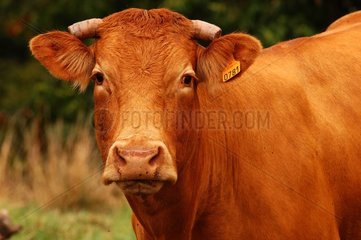 'Limousine' Variety Cow