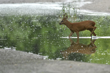 Roe deer (Capreolus capreolus) male crossing a low arm of the Loire in summer  Loire Valley  Burgundy  France