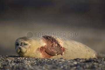 Young Harbor Seal in der Flosse verwundet