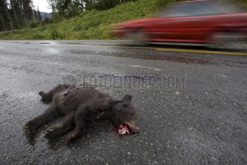 Young black bear crushed by a car Yukon Canada