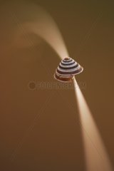 Snail shell on a twig Hérault France