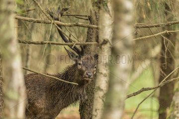 Red Deer (Cervus elaphus) male in forest in autumn  Châtillon-sur-Seine  Burgundy  France