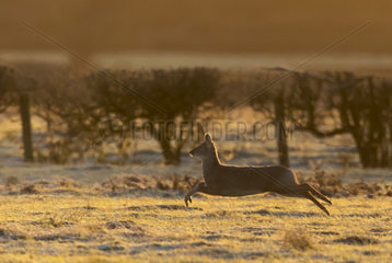 Chinese water deer (Hydropotes inermis) running in a frozen meadow  England