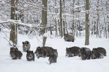 Wild boars (Sus scrofa) group walking in a snowy undergrowth  Ardennes  Belgium