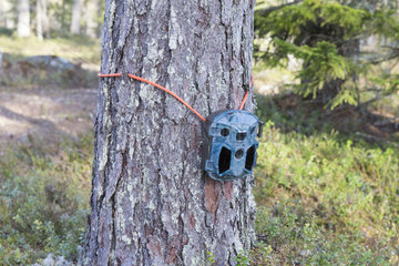 Surveillance camera for Brown bear (Ursus arctos)  Kajaani  Kuhmo area  Finland