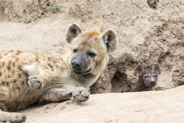 Spotted hyena (Crocuta crocuta)  mother and young at the burrow  Sabi sand private reserve  South Africa