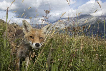 Red fox (Vulpes vulpes) female in a meadow in summer  Alps  Vaud  Switzerland.