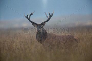 Red Deer (Cervus elaphus) male in tall grass  Ardennes  Belgium