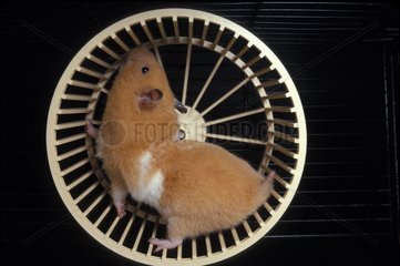 Golden Hamster in its wheel