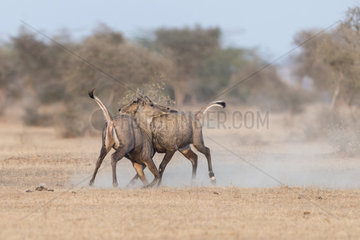 Nilgai or blue bull (Boselaphus tragocamelus)  fight between two youngs males  Bikaner  Rajasthan  India