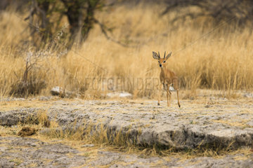 Steenbok (Raphicerus campestris) in savanna  Etosha  Namibia