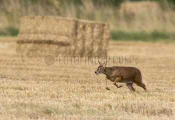 Chinese water deer (Hydropotes inermis) Deer running  England  Summer
