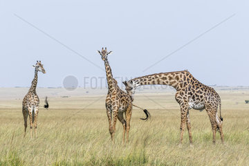 Masai giraffe (Giraffa camelopardalis tippelskirchi)  male testing one of the troop's females  Masai-Mara National Reserve  Kenya