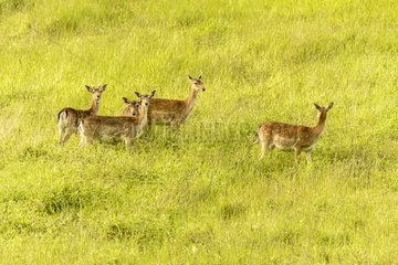 Fallow deers (Dama dama) in a meadow in spring  Picardie  France