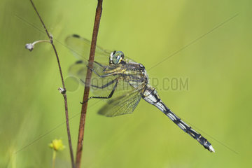 Common skimmer (Orthetrum albistylum) Immature male on a stem at the edge of a pond in summer  Auvergne  France