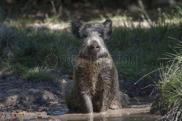 Wild boar (Sus scrofa) in sludge  Ardennes  Belgium