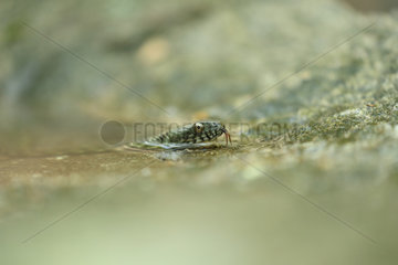 Dice snake (Natrix tessellata) in water  Bulgaria