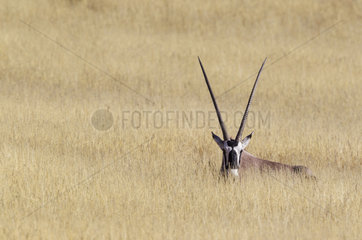 Gemsbok (Oryx gazella). Resting female. Kalahari Desert  Kgalagadi Transfrontier Park  South Africa.