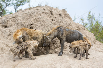 Spotted hyena (Crocuta crocuta)  adult and young at the burrow  Sabi sand private reserve  South Africa