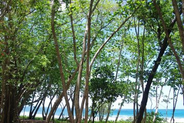 Trees on a beach Southern Martinique
