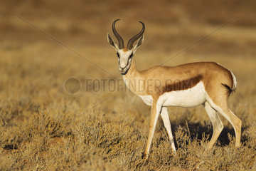 Springbok (Antidorcas marsupialis). Male. Kalahari Desert  Kgalagadi Transfrontier Park  South Africa.