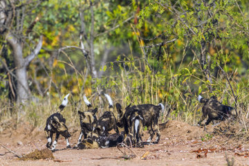African wild dogs (Lycaon pictus) in Kruger National park  South Africa