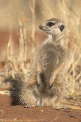 Meerkat or suricate (Suricata suricatta)  adult sittingl  Kalahari Desert  South African Republic