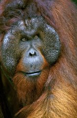 Orang-outan mâle Bornéo Indonésie