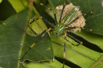 Madagascar lynx spider (Peucetia madagascariensis) on its cocoon  Andasibe  Perinet  Alaotra-Mangoro Region  Madagascar