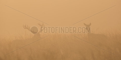 Red Deer (Cervus elaphus) male and hind in the mist at dusk  Ardennes  Belgium