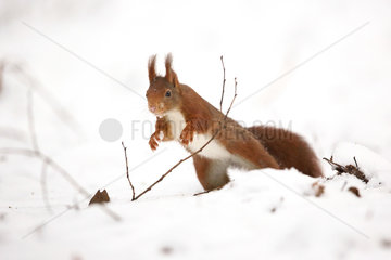 Red squirrel (Sciurus vulgaris) on snow in winter  Ardennes  Belgium