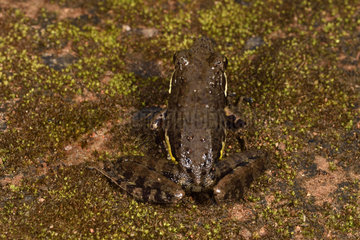 Fort Madagascar Frog (Mantidactylus femoralis)  Andasibe  Perinet  Alaotra-Mangoro Region  Madagascar
