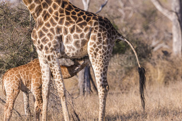 Northern giraffe (Giraffa camelopardalis)  adult femalke nursing  Mala Mala game reserve  South African Republic