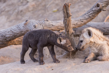Spotted hyena (Crocuta crocuta)  young  Mala Mala game reserve  South African Republic