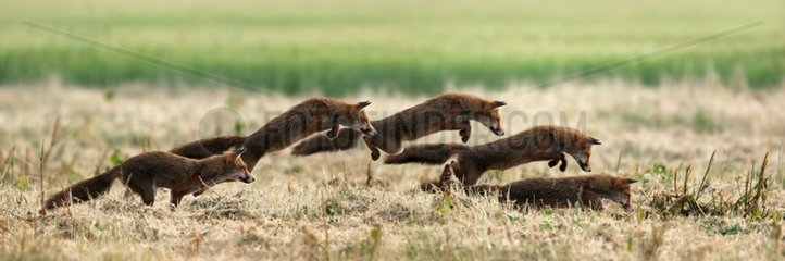 Sequence of a Red fox jumping Indre-et-Loire France