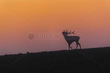 Red Deer (Cervus Elaphus) bellowing at dawn  Compiegne's Forest  Picardie  France