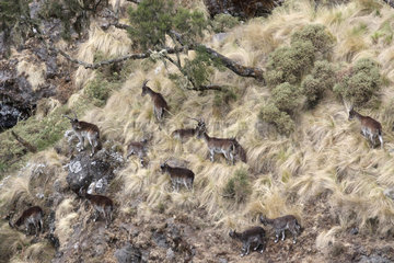 Walia ibex (Capra wallie) herd  Simien Park  Chennek region  Ethiopia