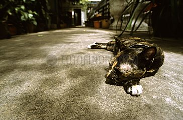 Cat sleeping on the ground Bangkok Thailand
