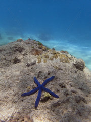 Blue starfish (Linckia laevigata)  Great Barrier Reef  UNESCO World Heritage Site  Queensland  Upolu Reef  Australia