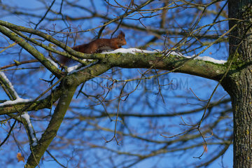 Eurasian red squirrel (Sciurus vulgaris) on a branch in winter  Lorraine  France